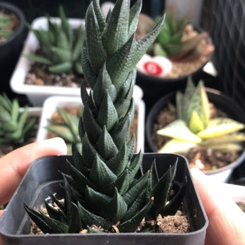 黑硬叶多肉植物盆栽
