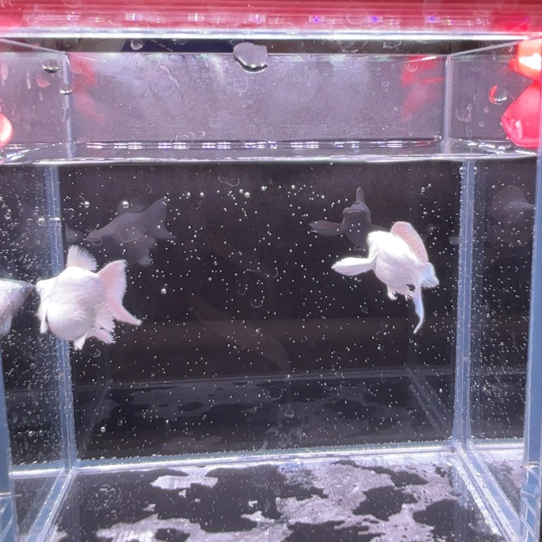 孔雀鱼越南进口玛丽球鱼瓷白一对