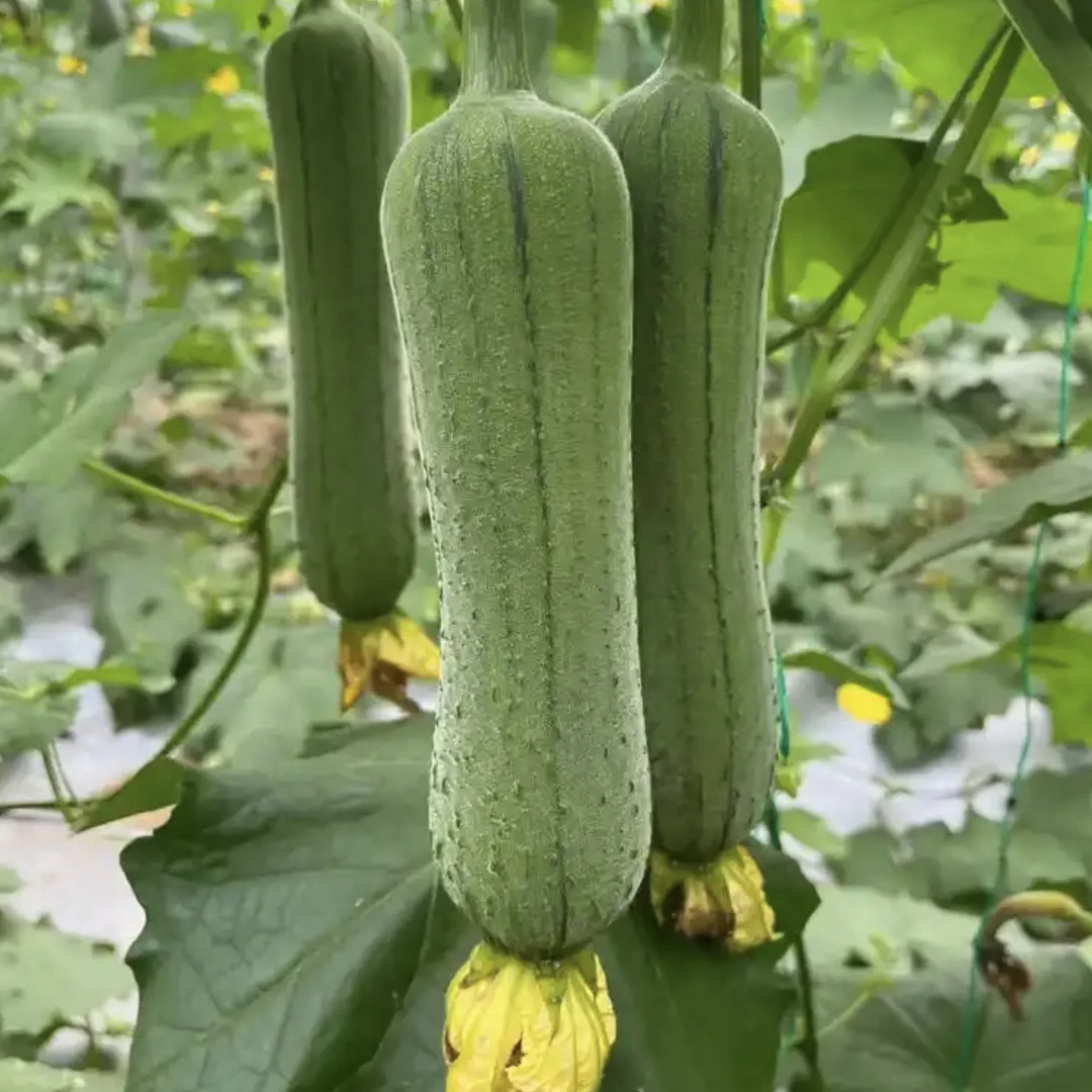 新鲜炒菜专用丝瓜250-300g