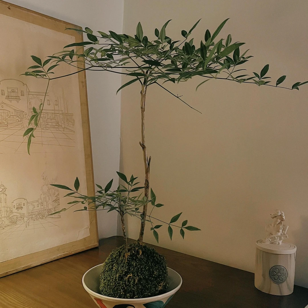 南天竹小品室内小森林绿植竹子玉簪花都美竹金雷竹水培解读日本