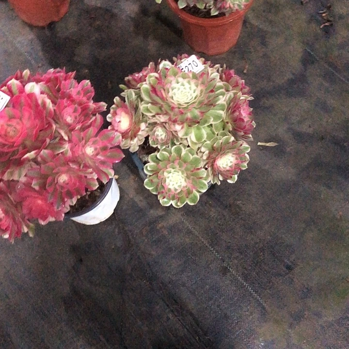 与***娇孔雀多肉27000000000