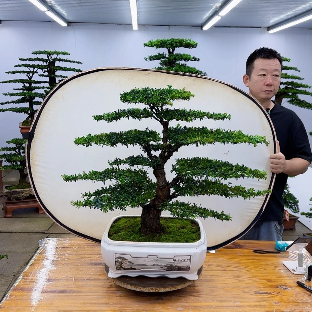 无花朵盆景直播间一物一拍