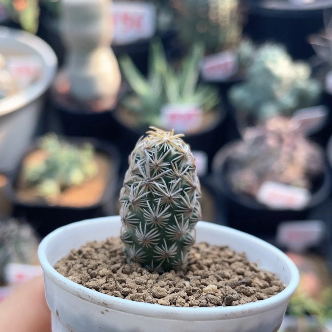 实生紫花金刺紫王子