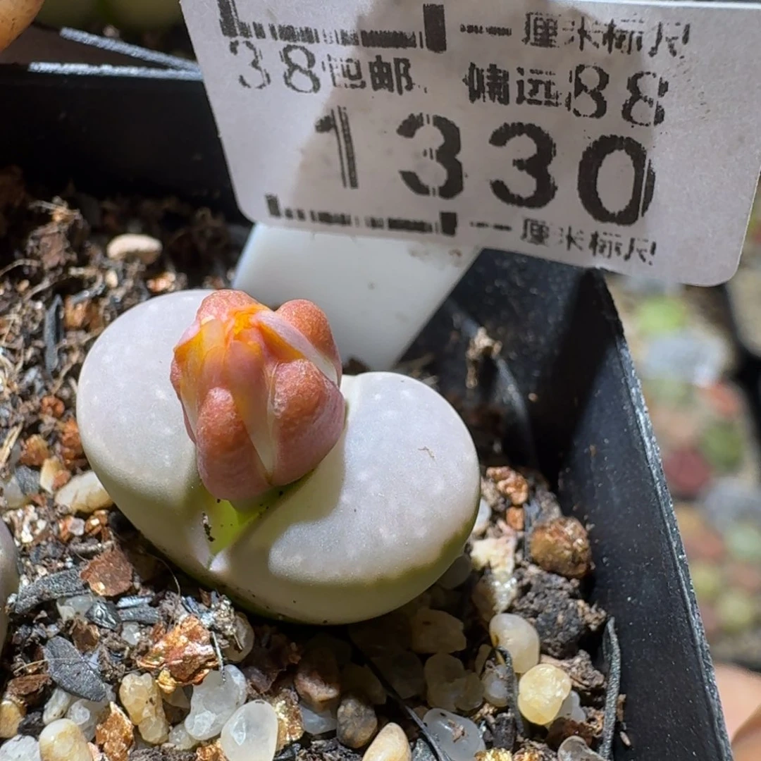 Sss精品清仓便宜1330