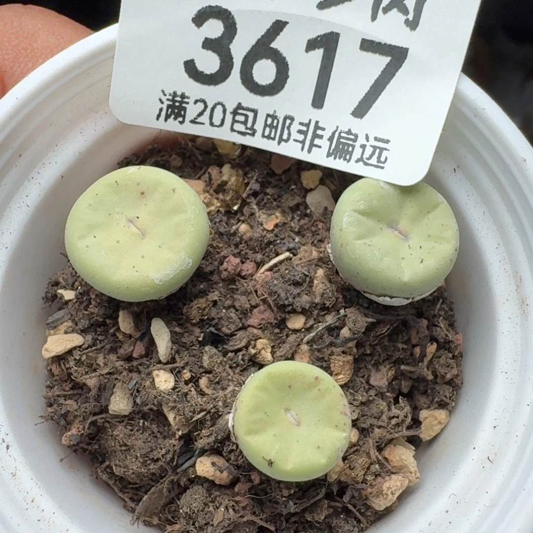 红嘴。       3颗带盆土。