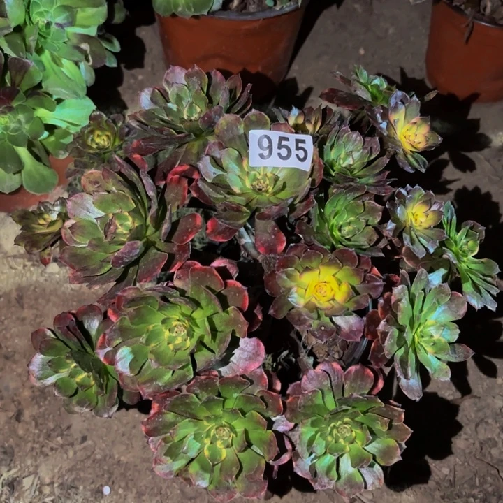 955西瓜太郎彩多肉植物不售后