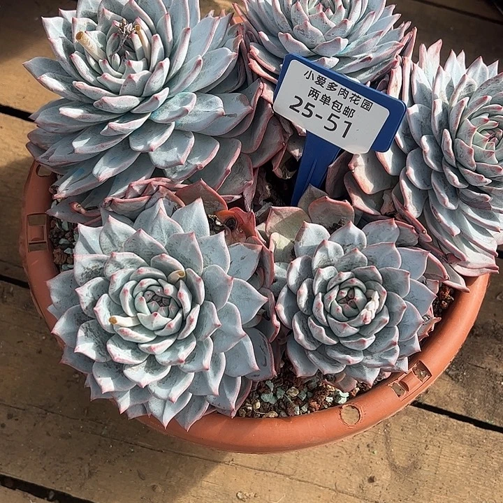 y***院多肉植物组合盆栽51