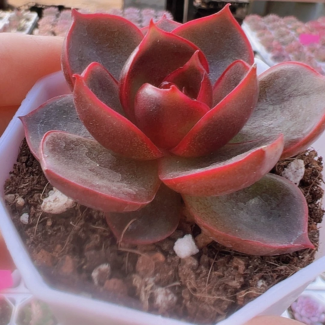 红灯19包邮多肉植物