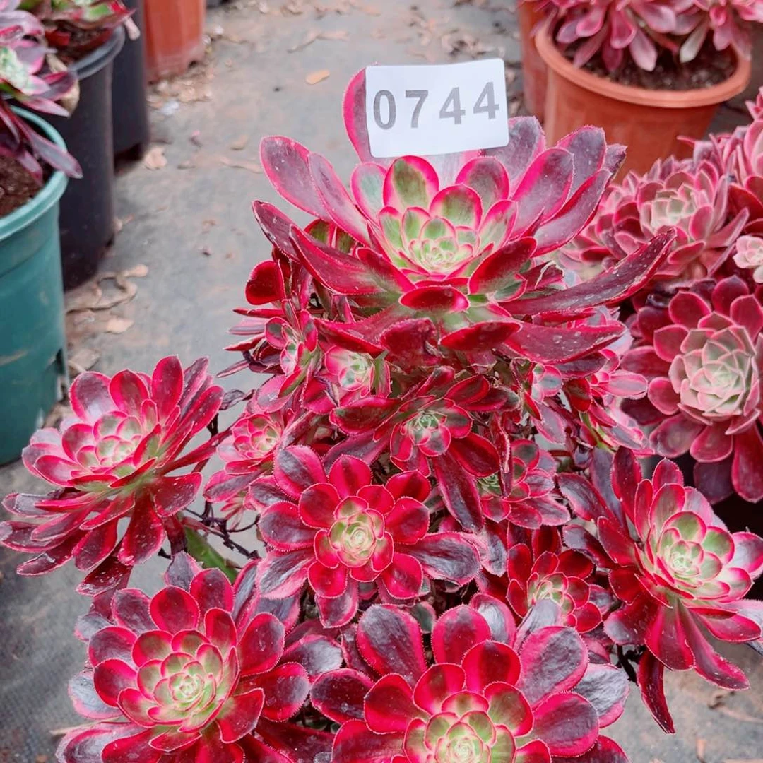 新品冰淇淋捧花多肉