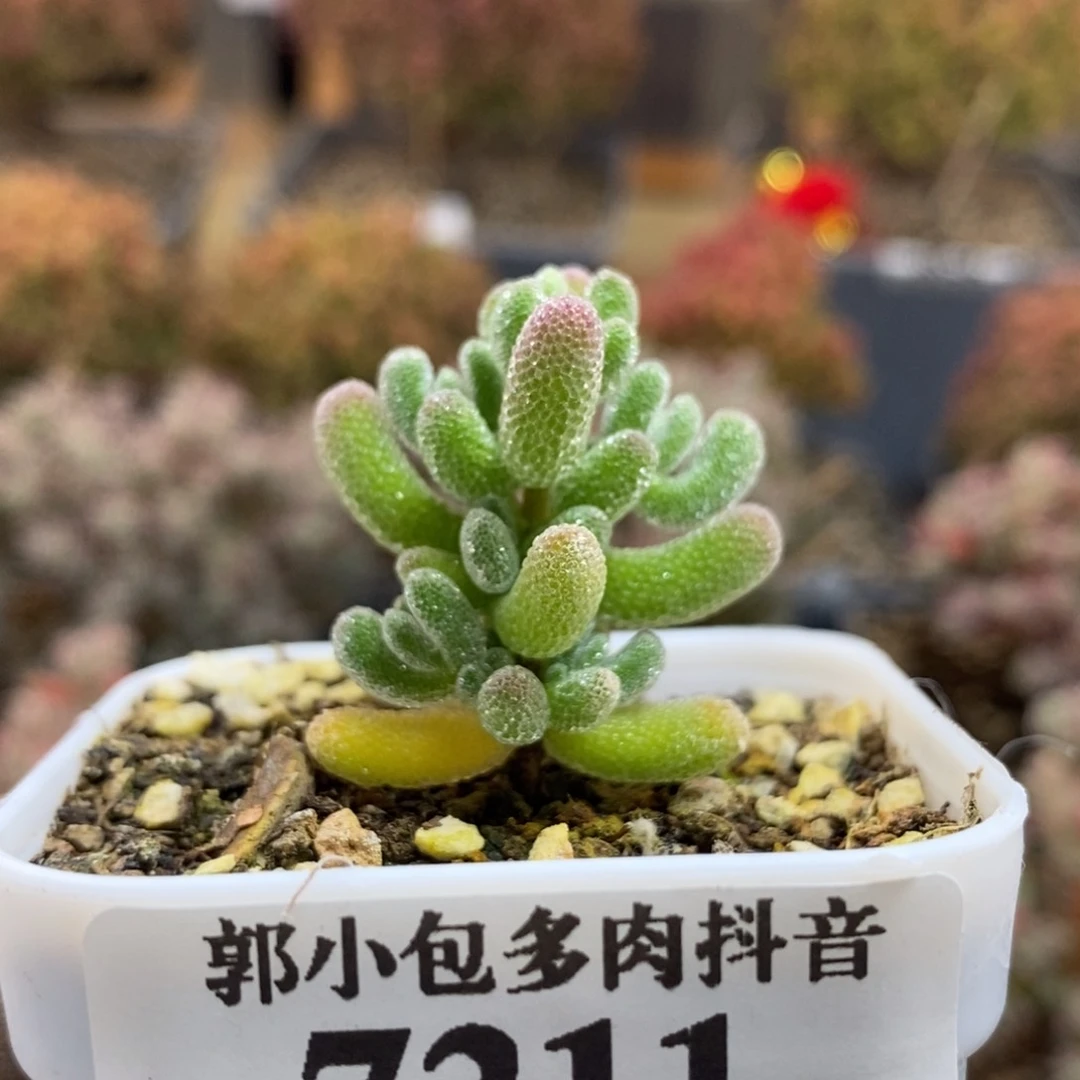 枝干优选冰晶7211