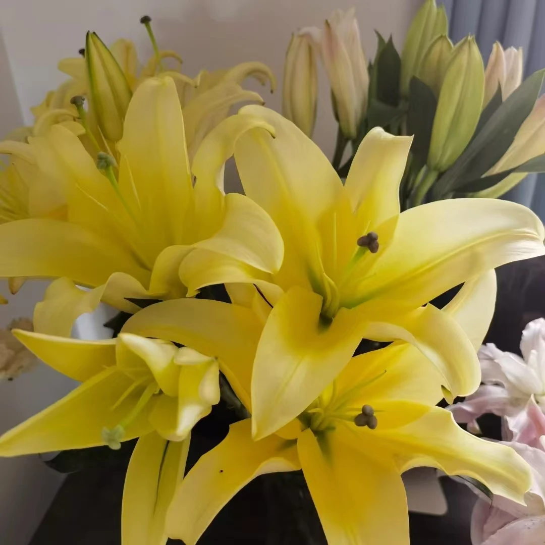 【轶11】皇后香水百合 带香味 仙气飘飘的 云南直发