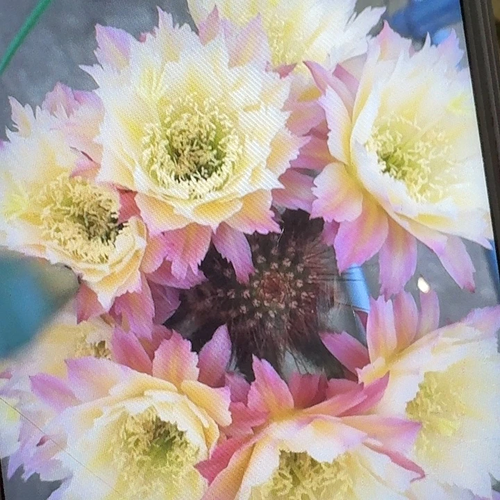ts126 侧芽高8公分左右毛花柱（20包邮）