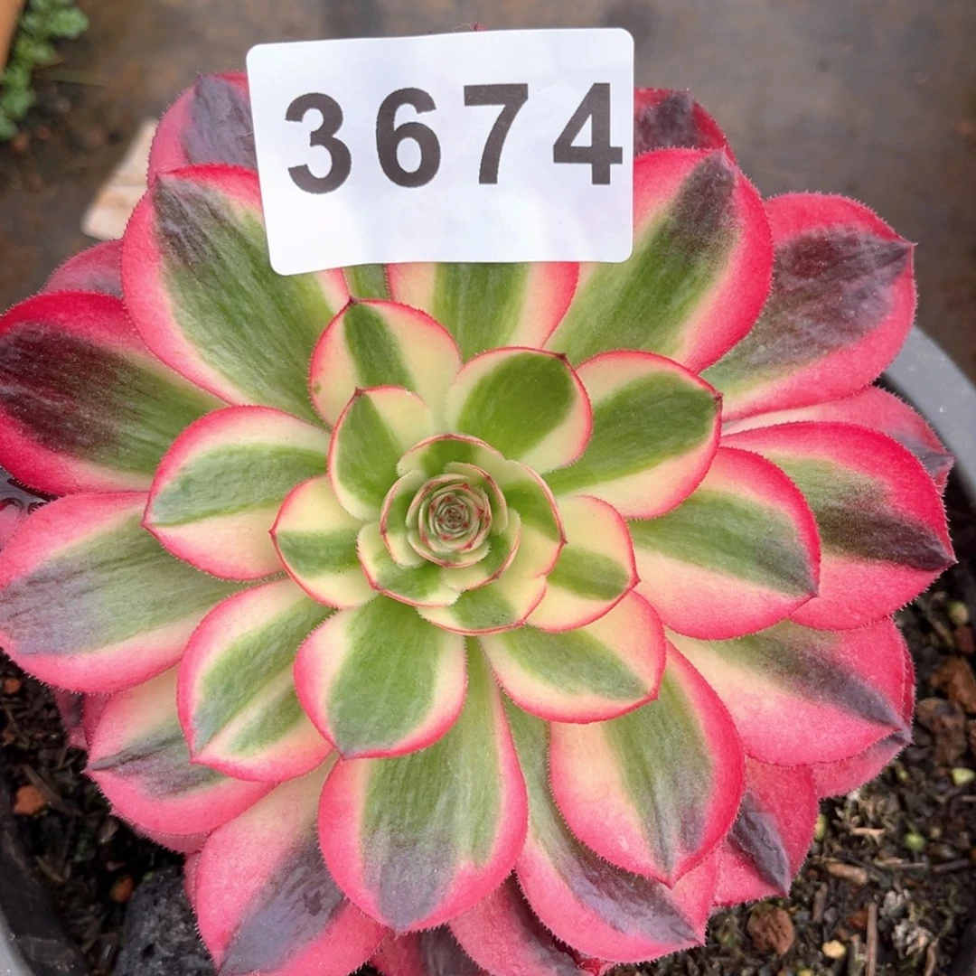 荔枝多肉发货发货