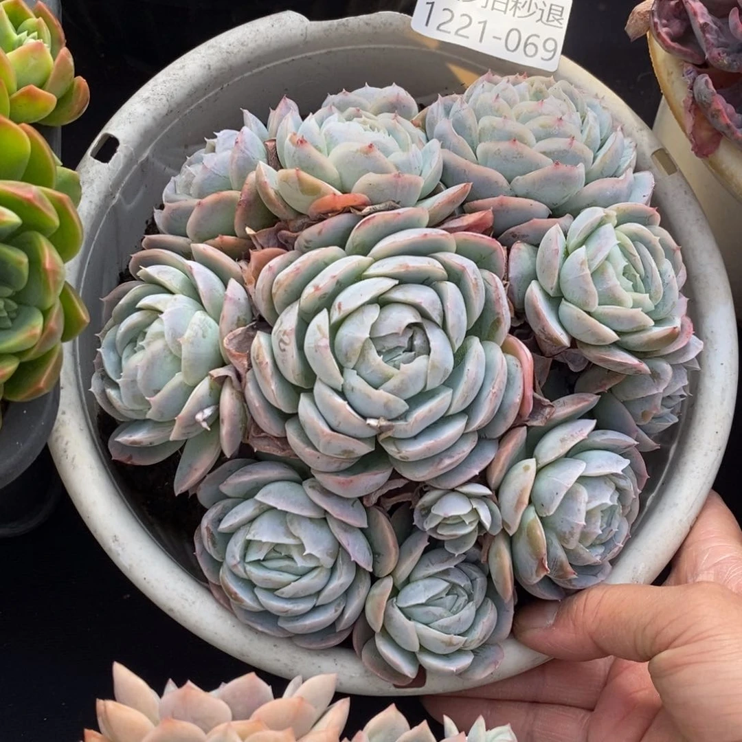 两单包邮1221-69西娜