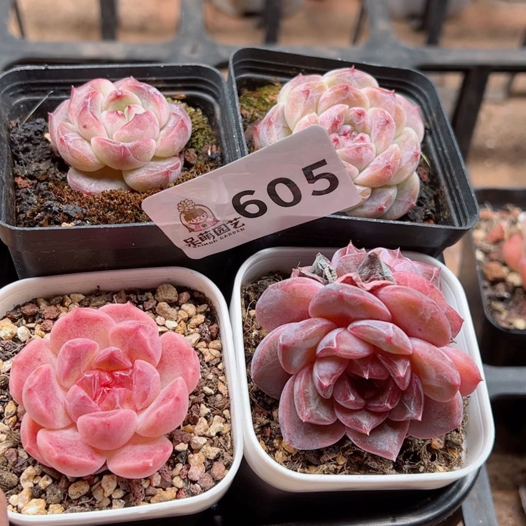 多肉植物多肉植物