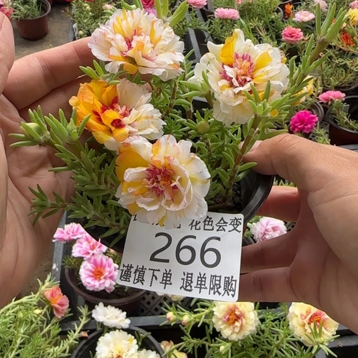 无花朵266超小苗盆口10cm