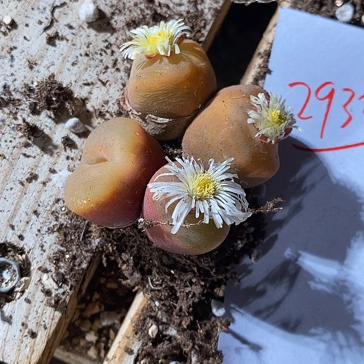 29320。  一组。蟠桃。