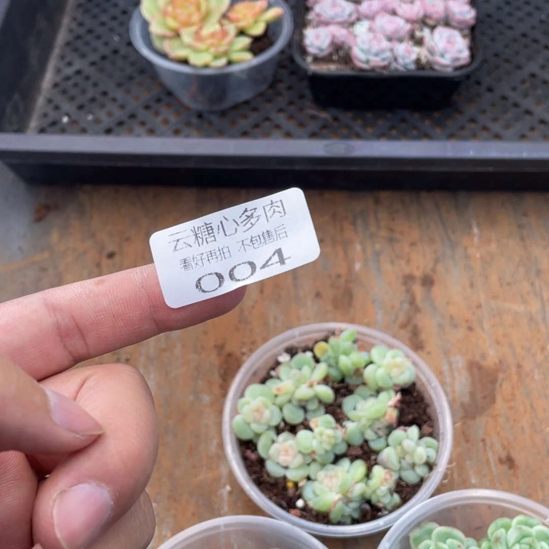 云糖心多肉植物004