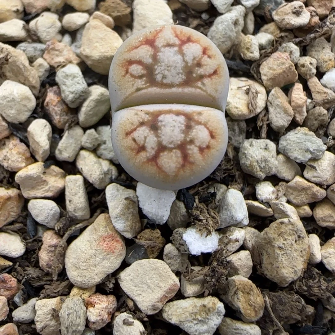 280 生石花大棚直播