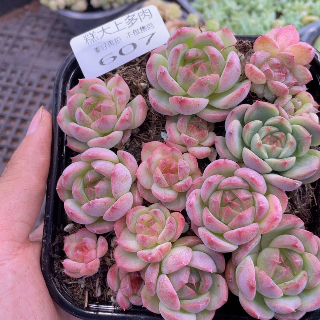 糕大上多肉植物607