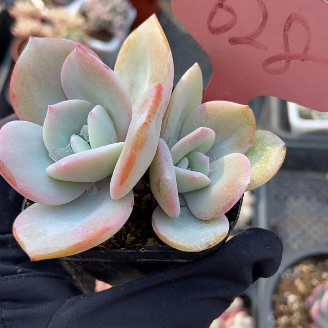 628奶茶多肉植物保护