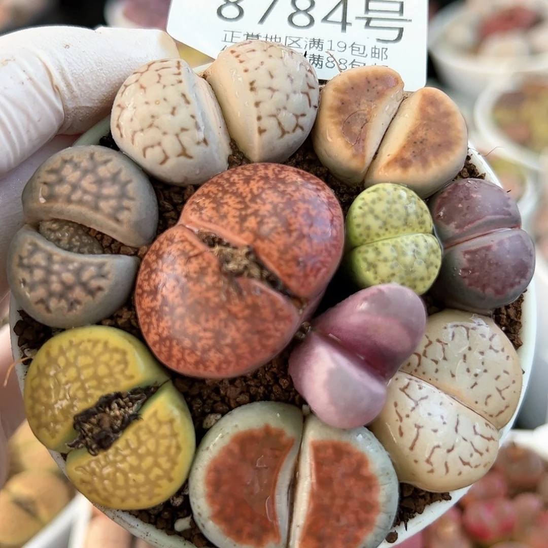 好养易活生石花大母本8784