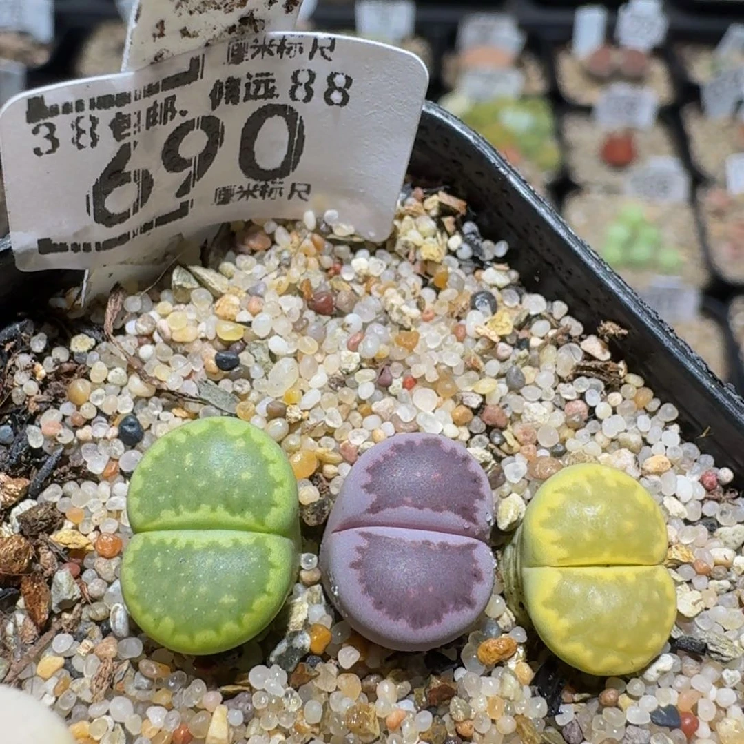 L***菁zzzz生石花肉锥690