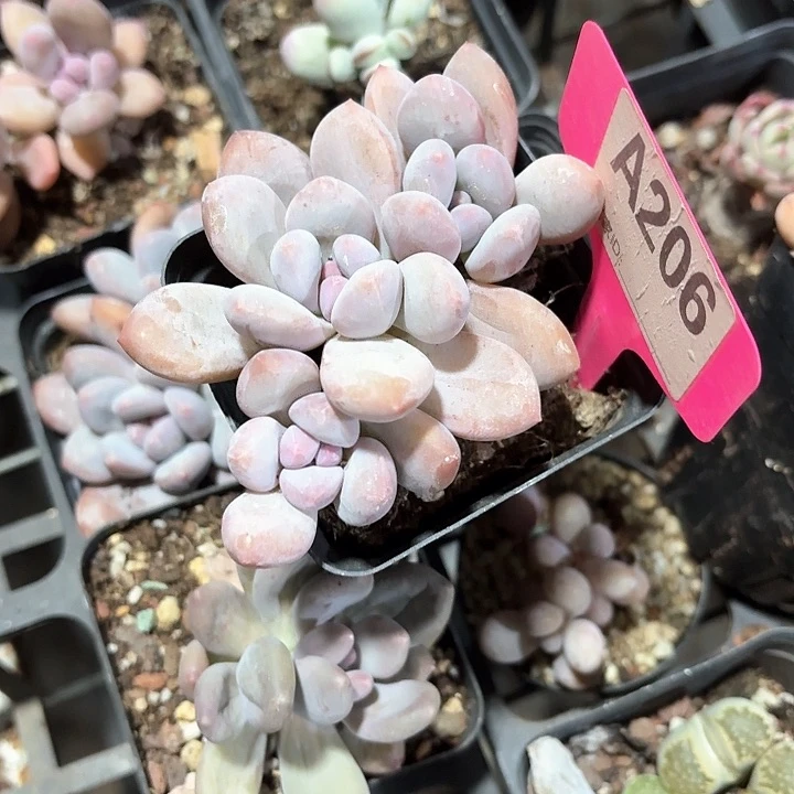 飘xbzzcvvh206h jv vh