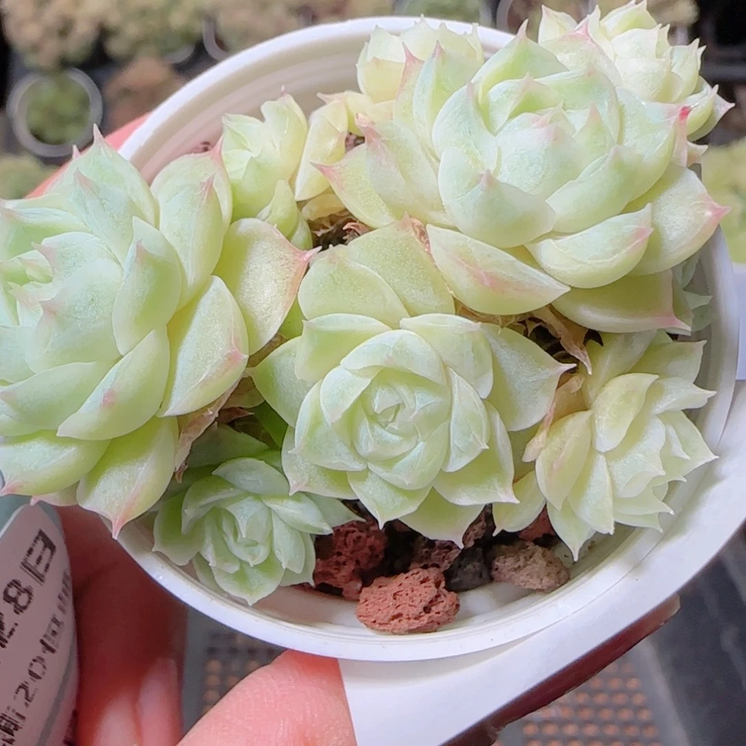 花语逸镜1028-313女王