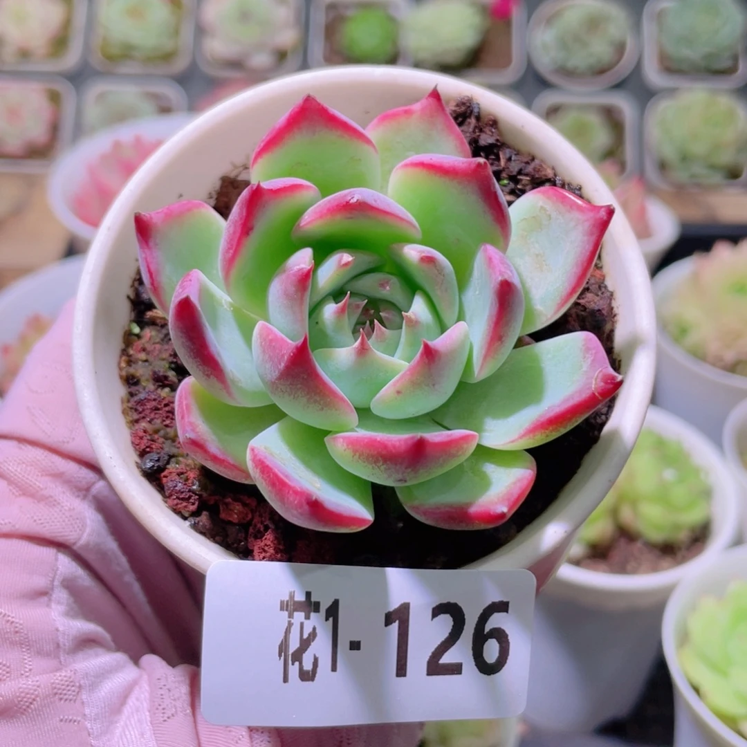 花利美1-126吉娃娃