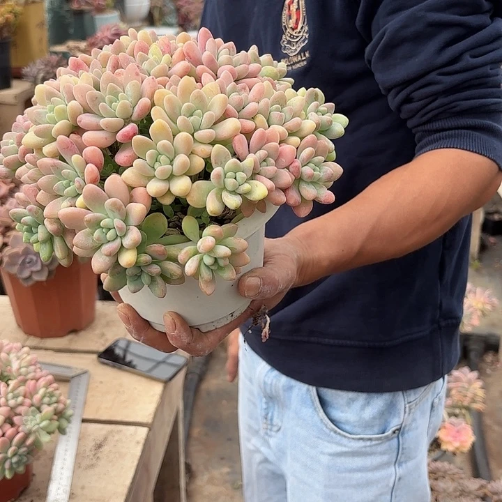奶酪蛋糕群生整装带盆土发