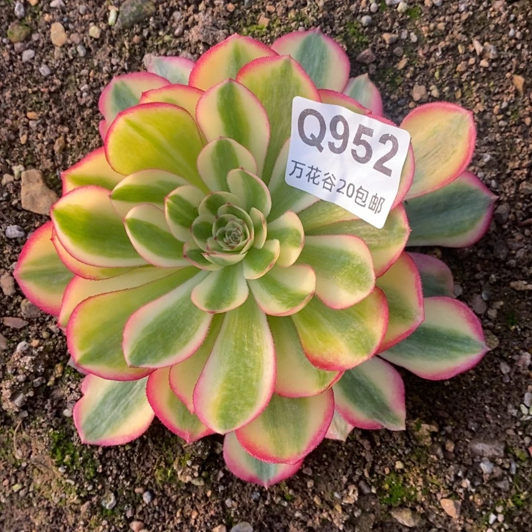 952万白多肉植物
