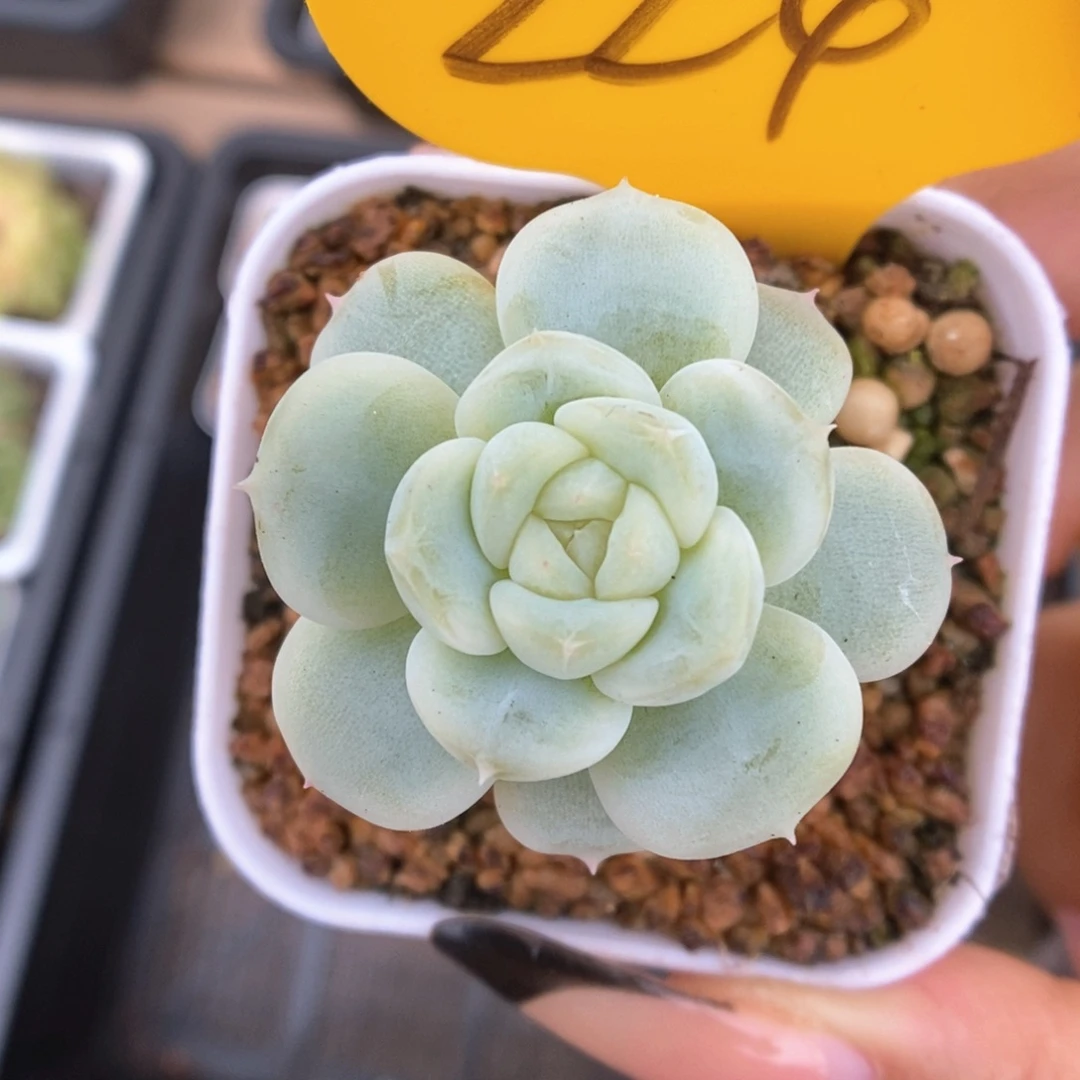 白金珍妮224号。