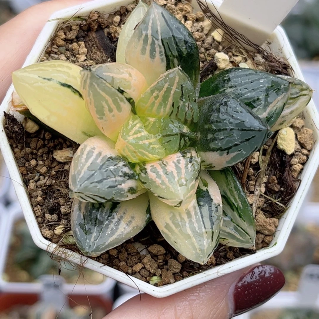 77玉潭寿锦福利专场