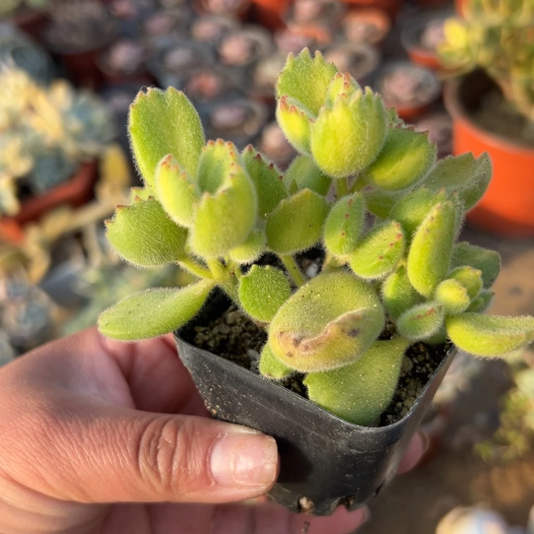 多肉植物黄熊单头