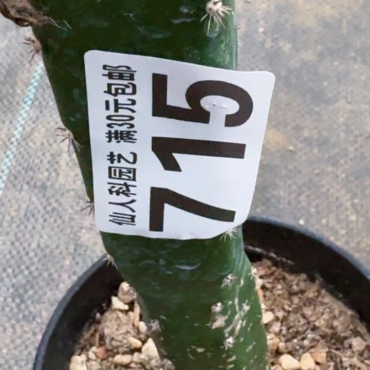 小***头无花朵福利大尤715仙人球