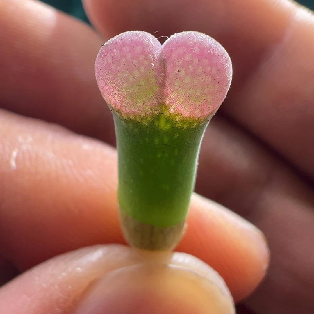 1233开播福利小飞棍一颗