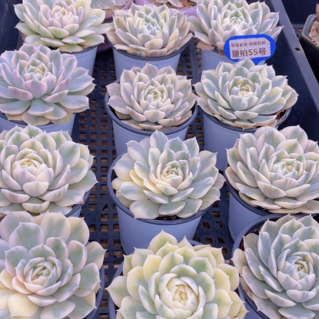 量拍55号 昂斯诺锦大单头一个