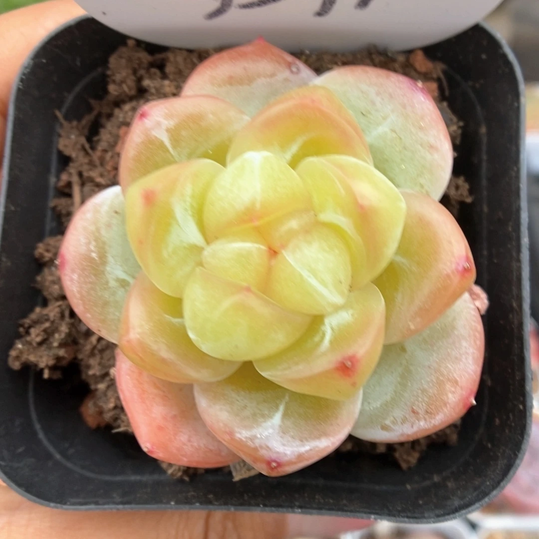 黄钻心珍妮可拍3599号。