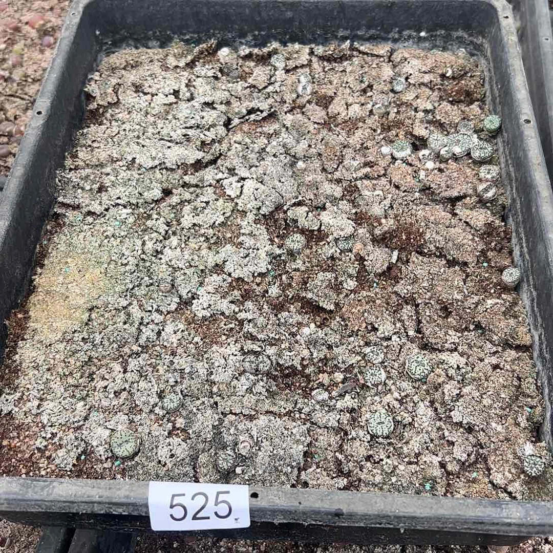 清框脱土发无售后默认有疤，525