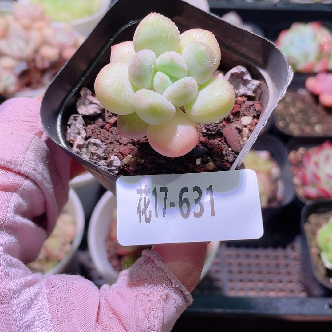 花利美17-631泡泡糖