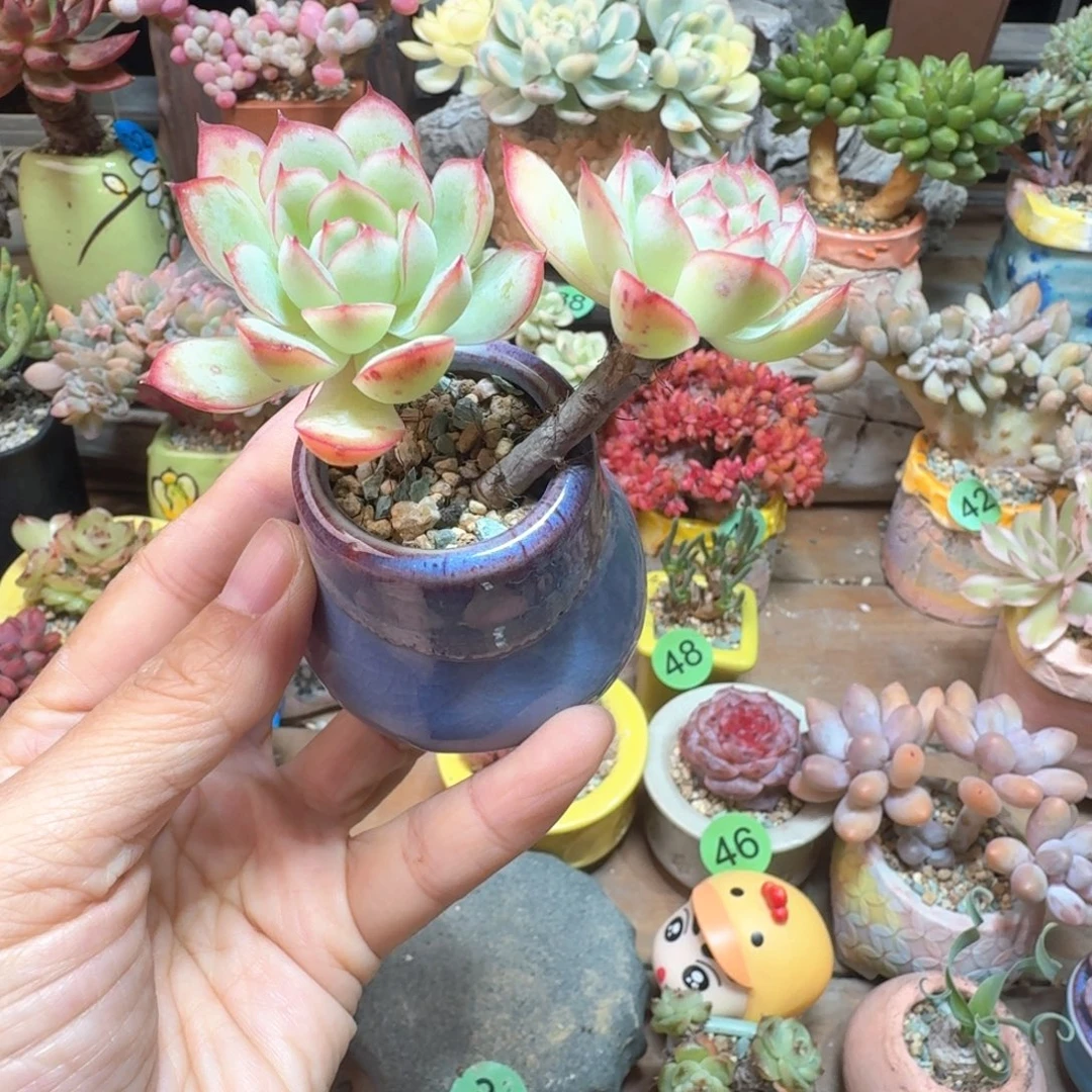 荷花杂 多肉含盆土 一物一拍