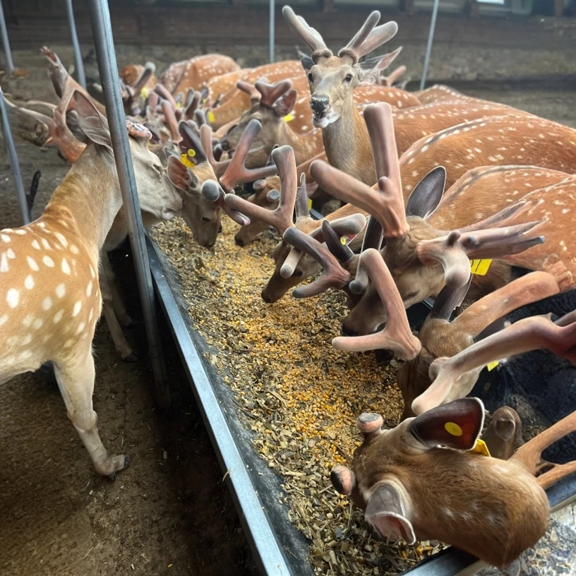 鹿茸直播间计重自选梅花鹿产地发出（发货以实物为准）