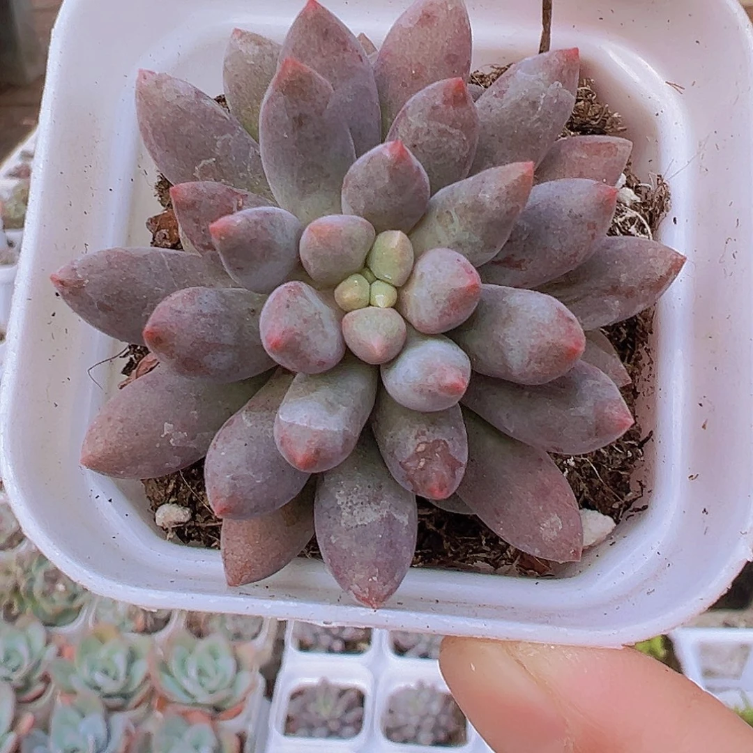 蓝舌单头19包邮多肉植物