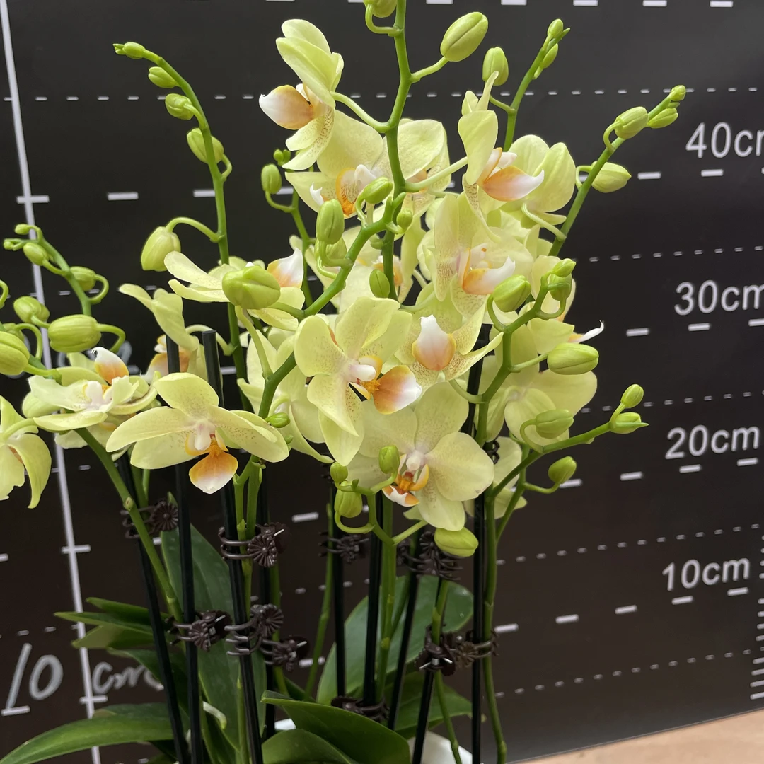 【里窝那】2.8寸双梗蝴蝶兰带花带花苞美观好养适合客厅卧室摆放