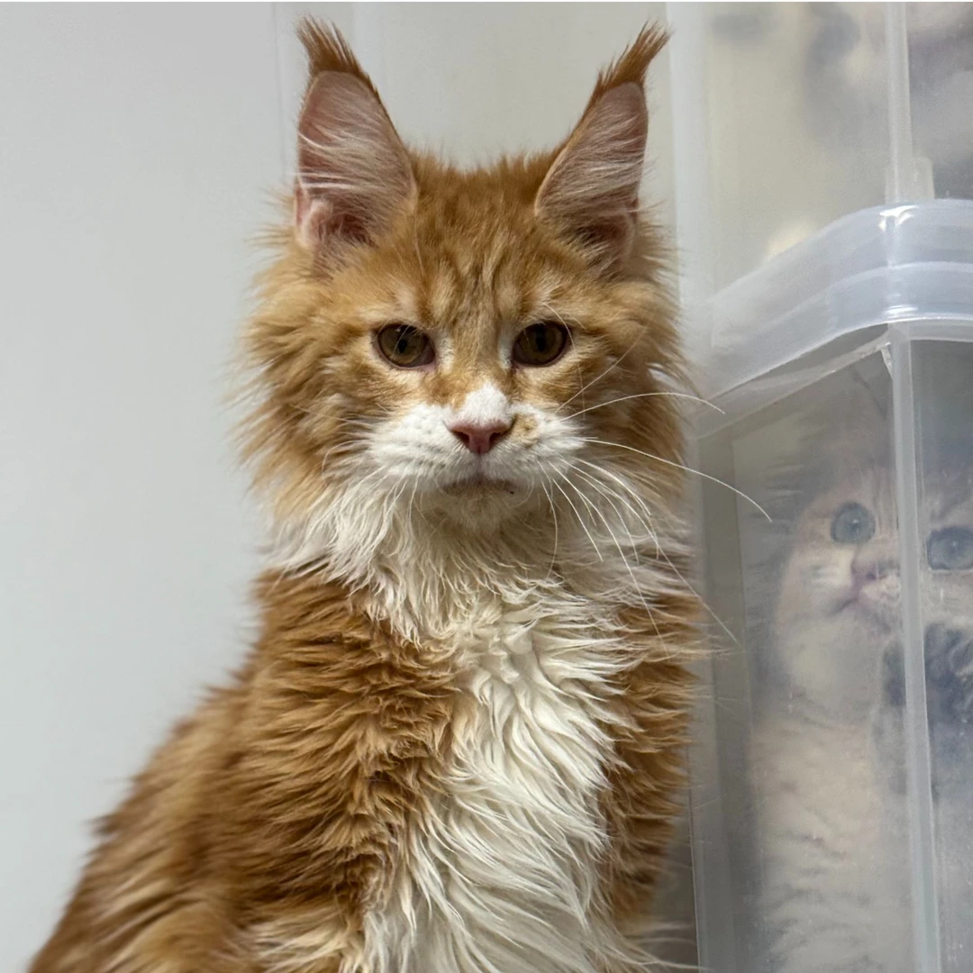 来了姊妹-红白缅因猫 弟弟 Y1