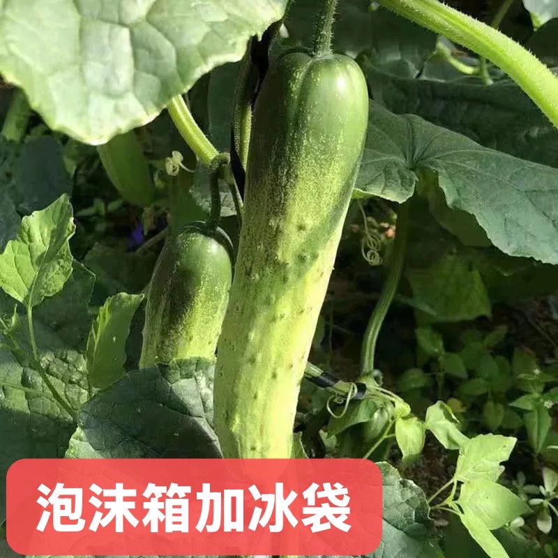 高山露天黄瓜 现摘现发