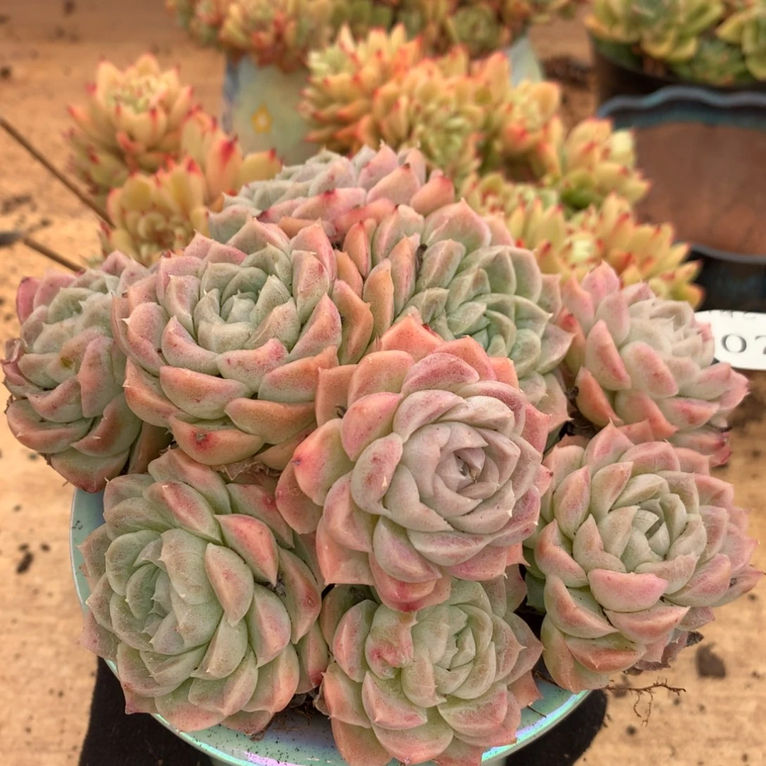 5407杂交多肉老桩