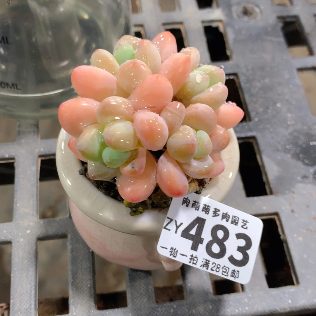 肉萌萌拇指盆精控多肉ZY483