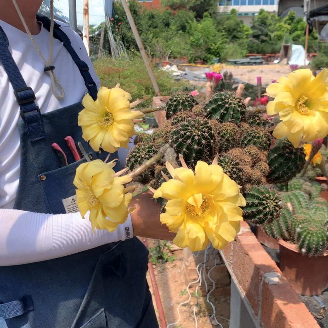 3939实生彩草大群